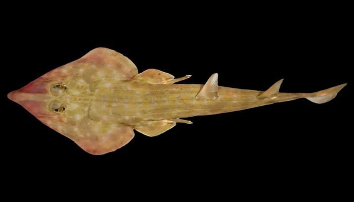 A newly discovered guitar shark. — The Nippon Foundation-Nekton Ocean Census/File