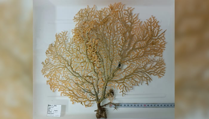 A unique octocoral. — The Nippon Foundation-Nekton Ocean Census/File