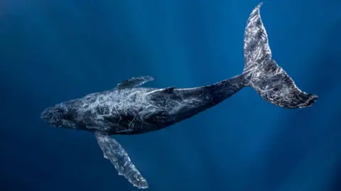 Getty Images A humpback whale is shown swimming under water, some light shines on its tail. The body is dark blue/back with white lines across from previous injuries