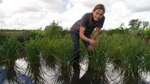 Gwyndaf Hughes/BBC A woman wearing jeans and a grey t-shirts leans over a green rice plant growing in a paddy field. Next to her are a handful of other rice plants.