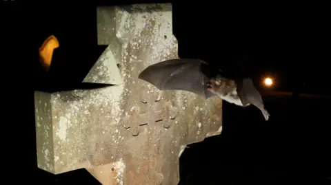 Chris Damant/Bernwood Ecology Natterer's bat flying past a gravestone. It is a pitch black night, and the grey cross-shaped stone is well lit while the bat passes it. 