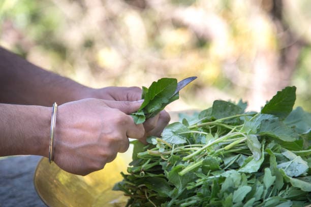 Mustard greens are a winter superfood, and they shine in both traditional Indian recipes and creative global dishes. Here’s a detailed guide to interesting ways you can enjoy them in the colder months.